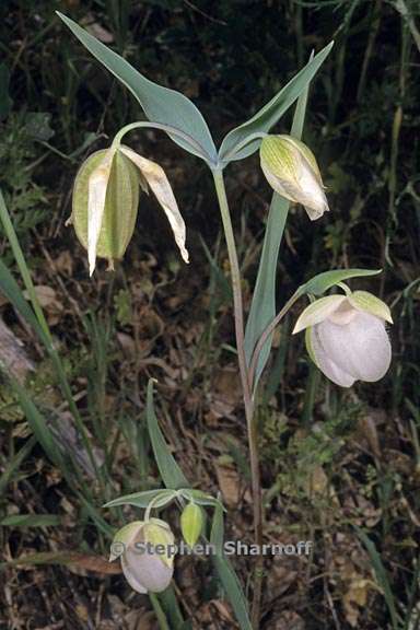 calochortus albus 2 graphic